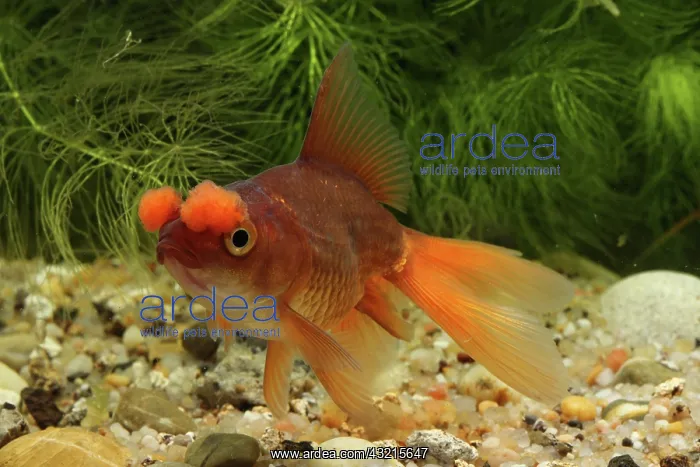: Goldfish Pompon or Hana Fusa goldfish in aquarium : Goldfish Pompon or Hana Fusa goldfish in aquarium