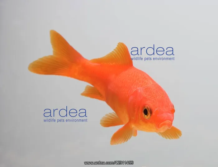 : Goldfish - three quarter view : Goldfish - three quarter view