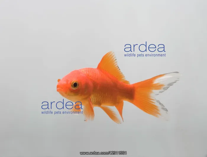 : Goldfish - three quarter view : Goldfish - three quarter view