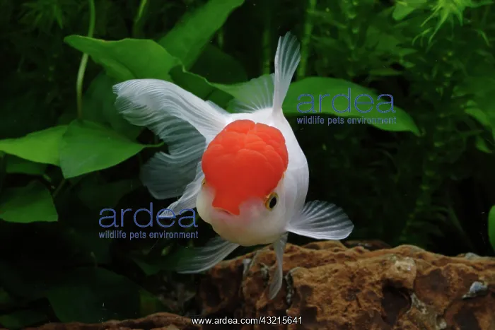 : Goldfish Red Cap Oranda in aquarium : Goldfish Red Cap Oranda in aquarium