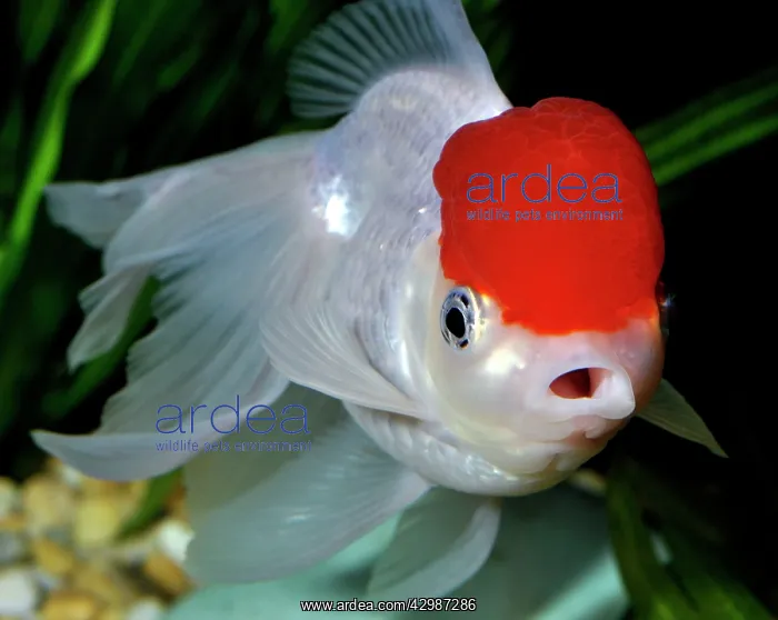 : Goldfish. Red Cap Oranda variety : Goldfish. Red Cap Oranda variety