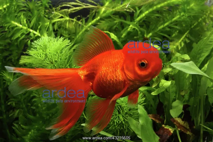 : Goldfish red Oranda in aquarium : Goldfish red Oranda in aquarium