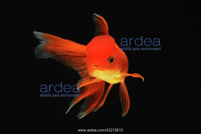 : Goldfish red Oranda on black background : Goldfish red Oranda on black background