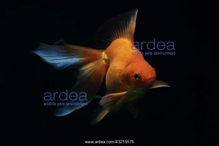 : Goldfish red Ryukin on black background : Goldfish red Ryukin on black background