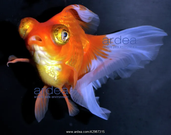 : Goldfish. Red and White Butterfly Moor variety : Goldfish. Red and White Butterfly Moor variety