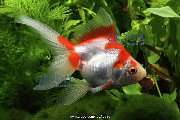 : Goldfish red and white Ryukin in aquarium : Goldfish red and white Ryukin in aquarium