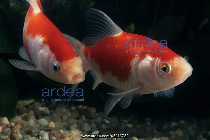 : Goldfish Sarasa komet : Goldfish Sarasa komet
