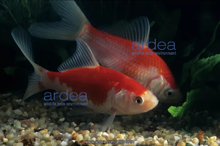 : Goldfish Sarasa komet : Goldfish Sarasa komet