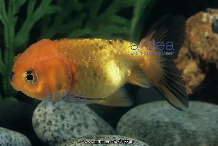 : Goldfish Sarasa ranchu : Goldfish Sarasa ranchu