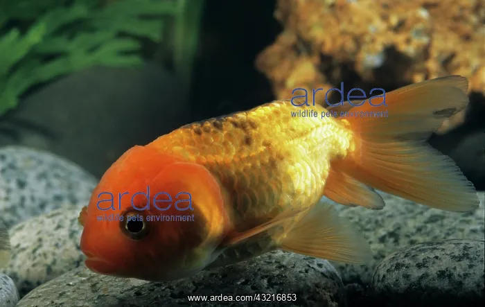 : Goldfish Sarasa ranchu : Goldfish Sarasa ranchu