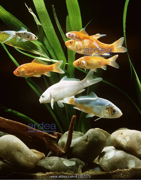 : GOLDFISH - SHOAL : GOLDFISH - SHOAL