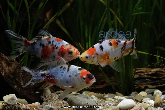 : Goldfish Shubunkini in aquarium : Goldfish Shubunkini in aquarium