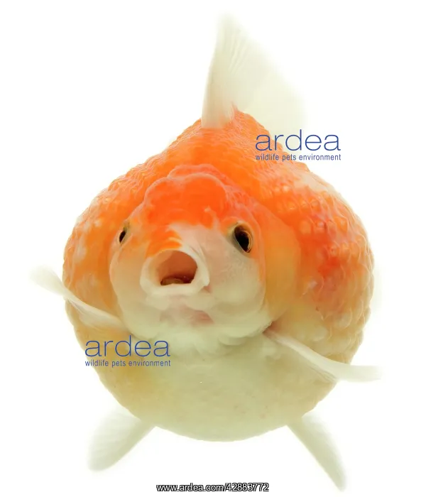 : Goldfish - in studio : Goldfish - in studio
