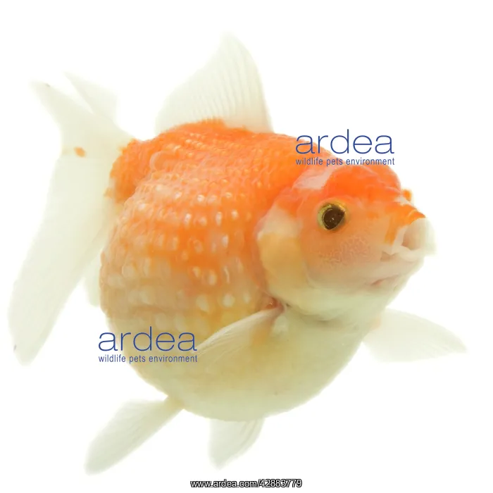 : Goldfish - in studio : Goldfish - in studio