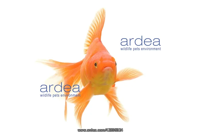 : Goldfish - studio shot : Goldfish - studio shot