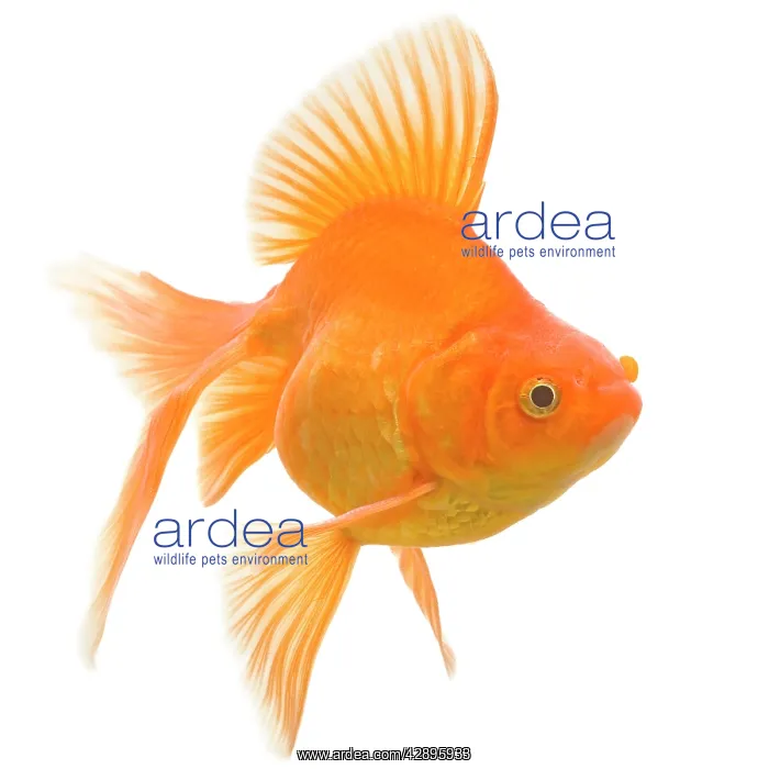 : Goldfish - studio shot : Goldfish - studio shot