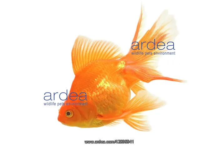 : Goldfish - studio shot : Goldfish - studio shot