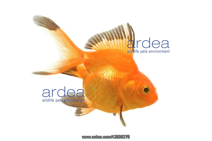: Goldfish - studio shot : Goldfish - studio shot
