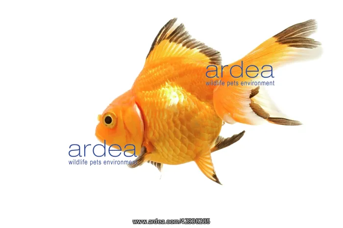 : Goldfish - studio shot : Goldfish - studio shot