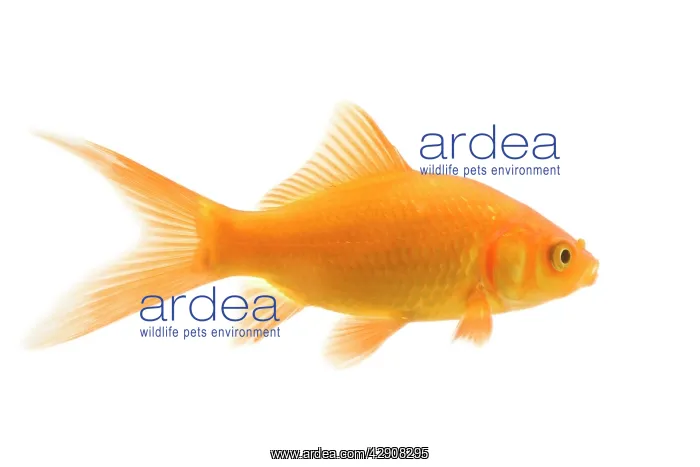 : Goldfish - studio shot : Goldfish - studio shot