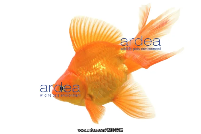 : Goldfish - studio shot : Goldfish - studio shot
