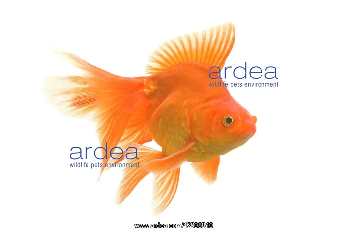 : Goldfish - studio shot : Goldfish - studio shot