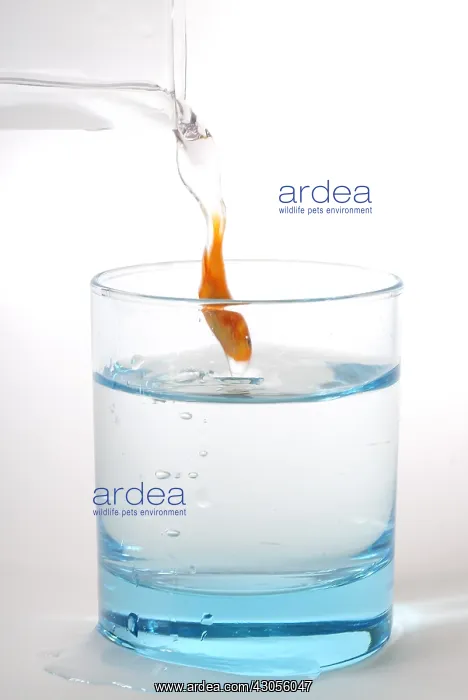  : Goldfish transferred to a glass of water to another
