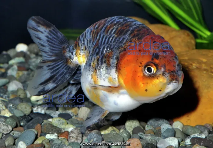 : Goldfish. Tri-colored Matt Ranchu variety : Goldfish. Tri-colored Matt Ranchu variety