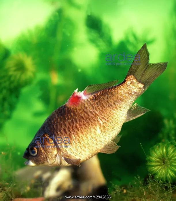 : Goldfish with ulceration around dorsal fin : Goldfish with ulceration around dorsal fin