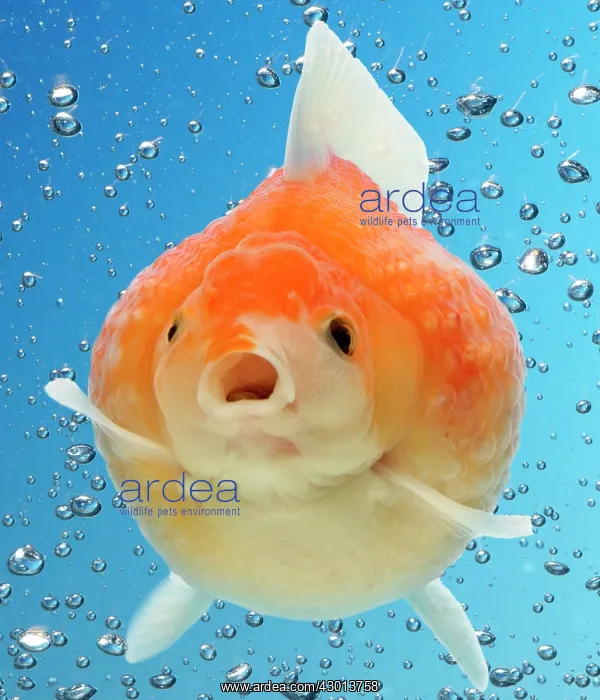  : Goldfish underwater with bubbles