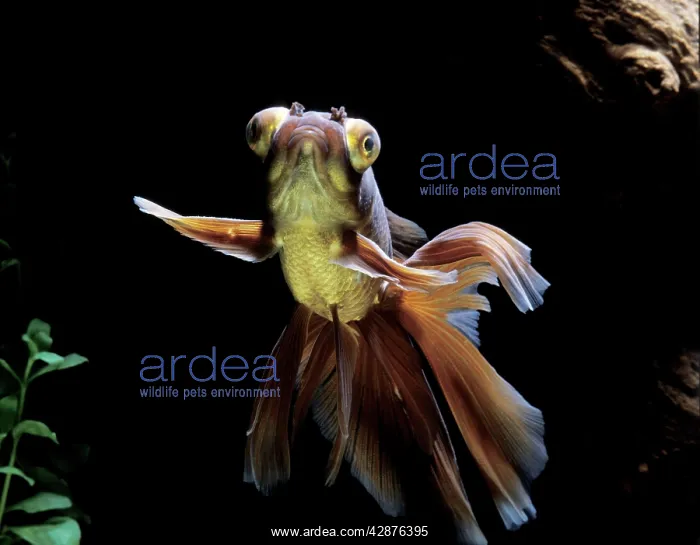 : Goldfish - Veil-tail calico with telescope eyes : Goldfish - Veil-tail calico with telescope eyes