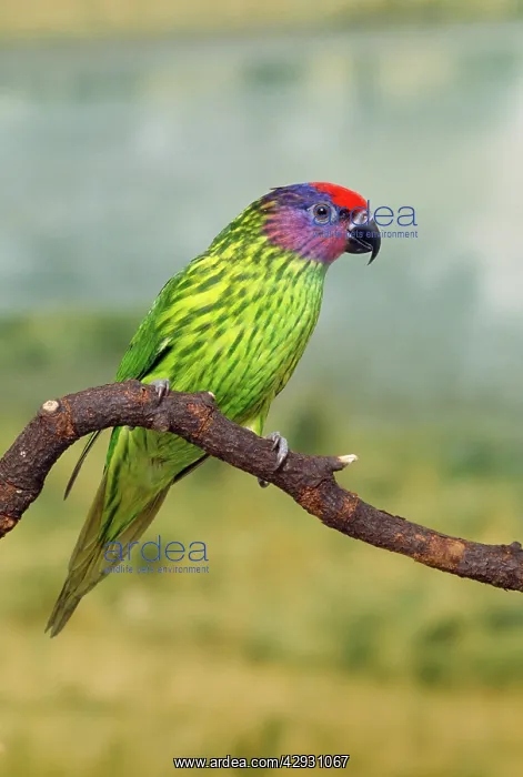 : Goldie's Lorikeet : Goldie's Lorikeet