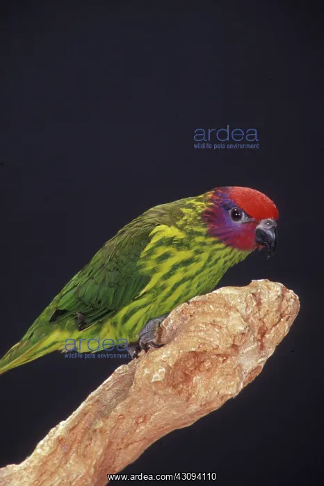 : Goldie's Lorikeet : Goldie's Lorikeet