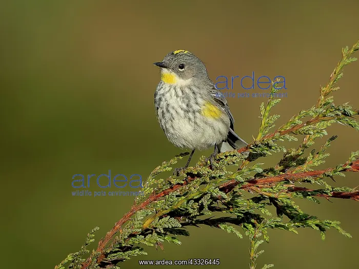  : Goldman?s Warbler (Setophaga goldmani), female, Guatemala