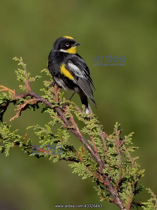 : Goldman?s Warbler (Setophaga goldmani), Guatemala : Goldman?s Warbler (Setophaga goldmani), Guatemala