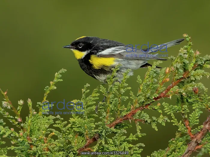 : Goldman?s Warbler (Setophaga goldmani), Guatemala : Goldman?s Warbler (Setophaga goldmani), Guatemala