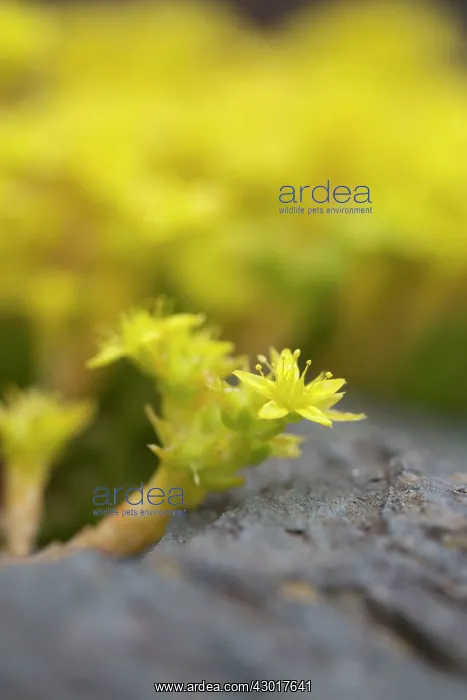 : Goldmoss / Mossy Stonecrop / Goldmoss Sedum / Biting : Goldmoss / Mossy Stonecrop / Goldmoss Sedum / Biting