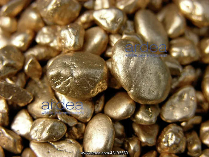 : Goldnuggets, noble metal : Goldnuggets, noble metal