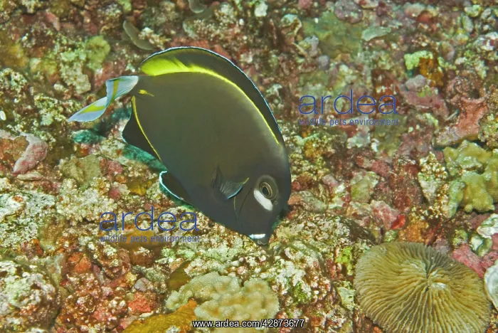 : Goldrim Surgeonfish - An aggressive species found : Goldrim Surgeonfish - An aggressive species found