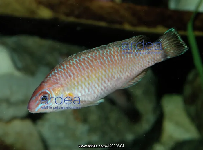 : Goldsinny (Ctenolabrus rupestris). Shallow waters, eastern Atlantic : Goldsinny (Ctenolabrus rupestris). Shallow waters, eastern Atlantic
