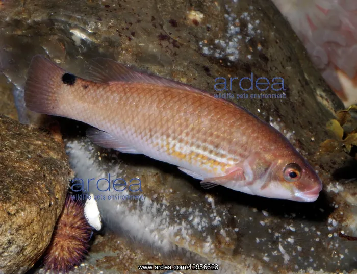 : Goldsinny (Ctenolabrus rupestris). North Sea and Mediterranean coastal waters. marine fish : Goldsinny (Ctenolabrus rupestris). North Sea and Mediterranean coastal waters. marine fish