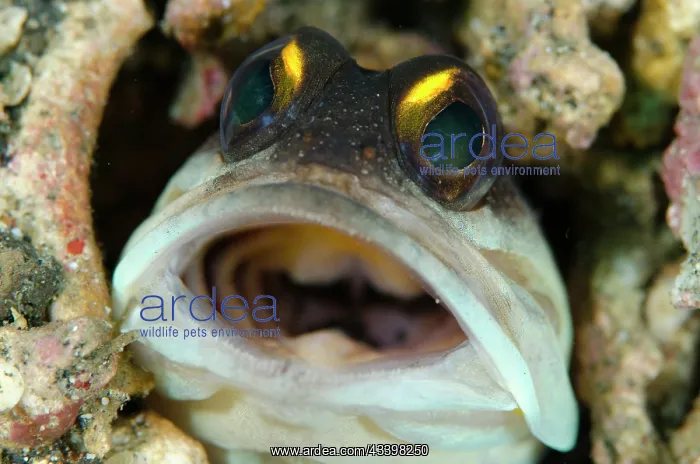 : Goldspecs Jawfish : Goldspecs Jawfish