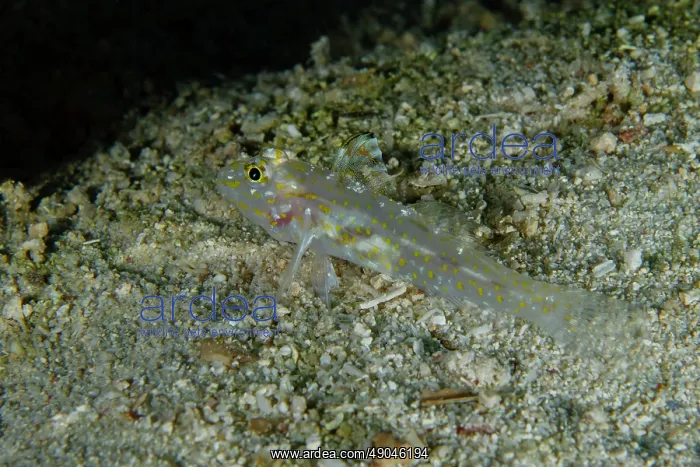 : Goldspot Sandgoby : Goldspot Sandgoby