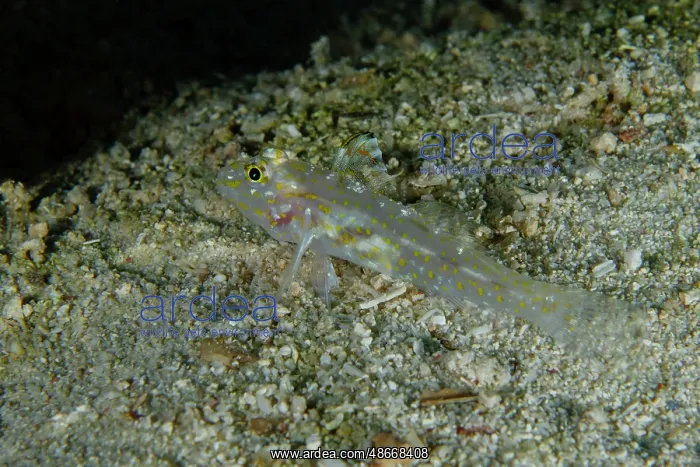 : Goldspot Sandgoby - Elmoost dive site, Weda, Halmahera : Goldspot Sandgoby - Elmoost dive site, Weda, Halmahera