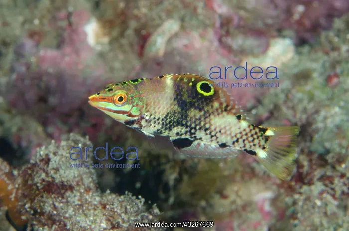 : Goldstripe Wrasse : Goldstripe Wrasse