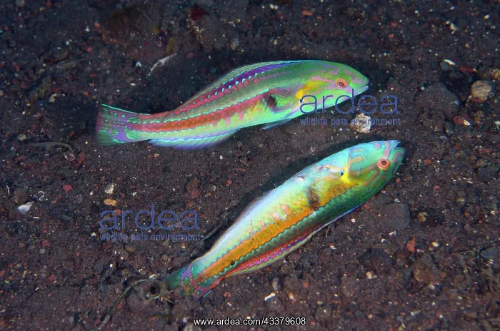 : Goldstripe Wrasse fighting : Goldstripe Wrasse fighting