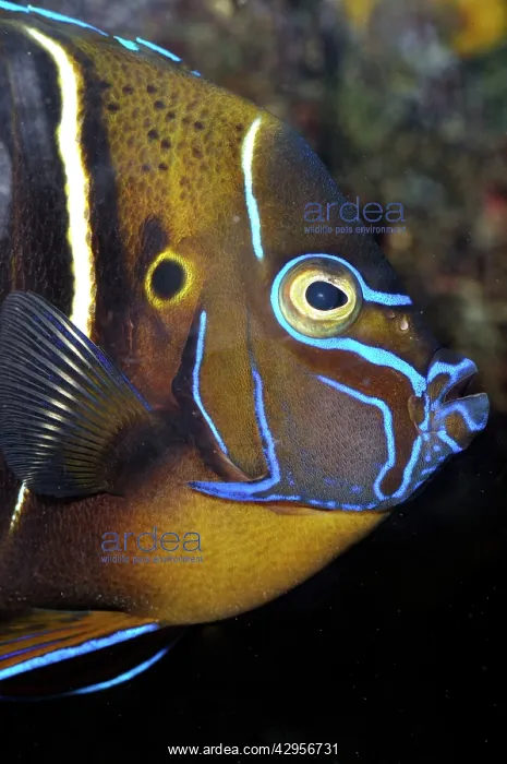 : Goldtail Angelfish : Goldtail Angelfish