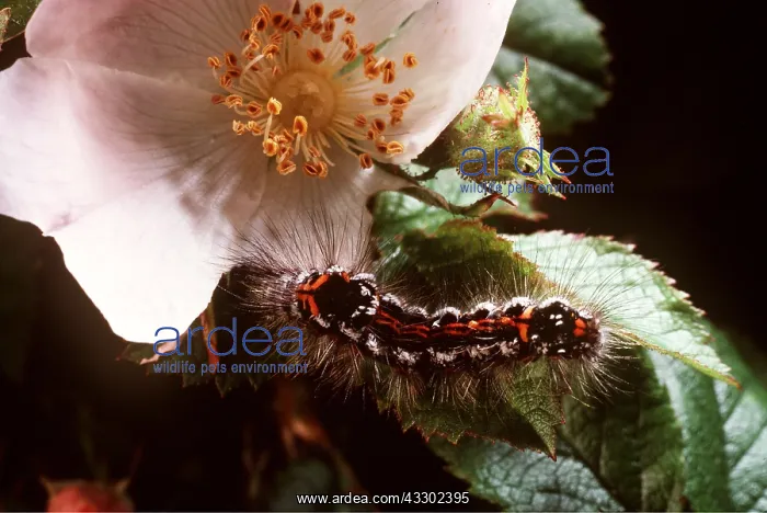 : Goldtail Moth Caterpillar - on a dog rose : Goldtail Moth Caterpillar - on a dog rose