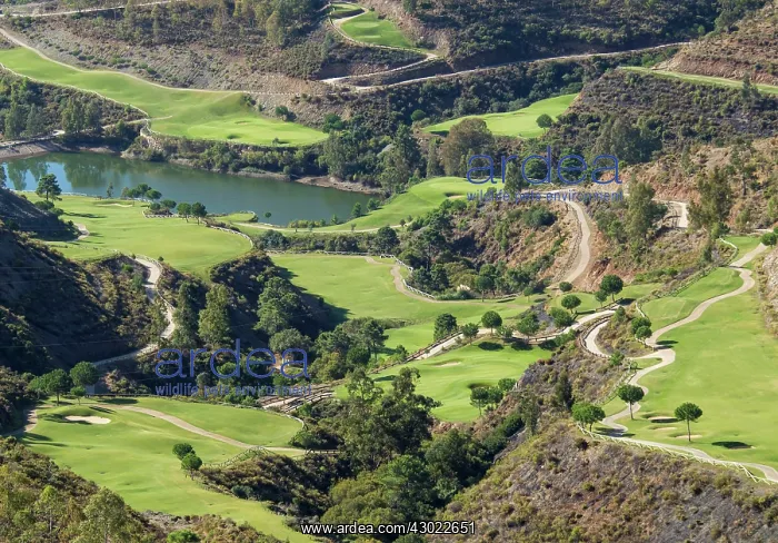 : Golf Course : Golf Course