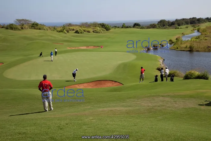 : Golfers on green : Golfers on green